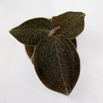 Anoectochilus burmannicus