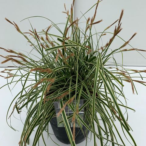 Carex oshimensis EVERCOLOR EVERCREAM