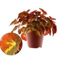 Begonia MAGIC COLOURS MONTUNO