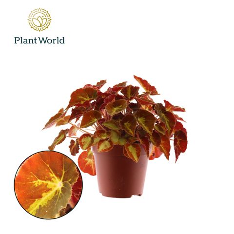 Begonia MAGIC COLOURS MONTUNO