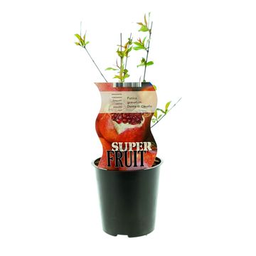 Punica granatum 'Dente di Cavallo'