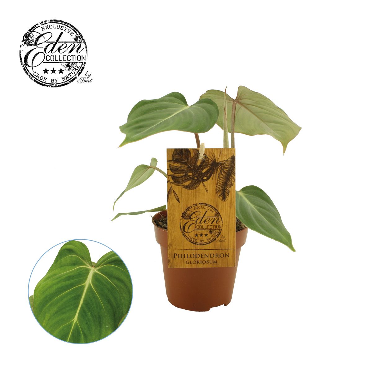 Philodendron gloriosum — Plant Wholesale FlorAccess