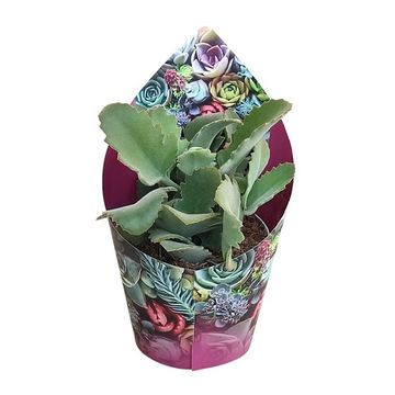 Kalanchoe beharensis