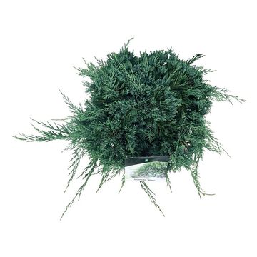 Juniperus horizontalis 'Wiltonii'