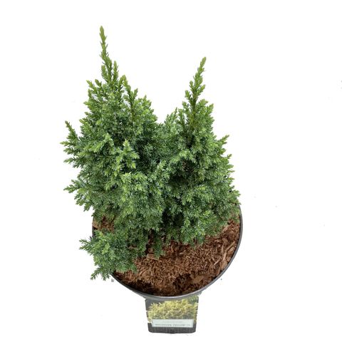 Juniperus Pingii 'hulsdonk Yellow' — Plant Wholesale Floraccess