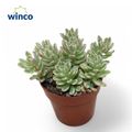 Sedum x rubrotinctum 'Aurora'