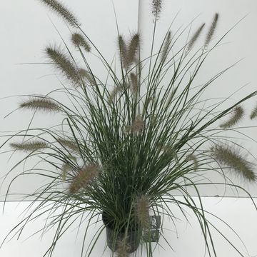 Pennisetum alopecuroides 'Хамельн'