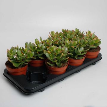 Crassula ovata 'Sunset'