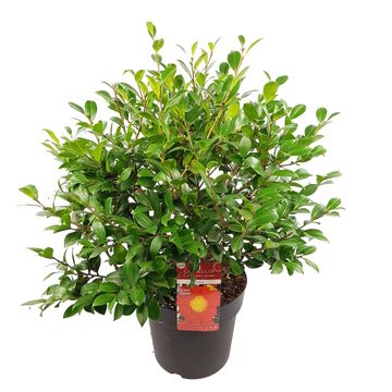 Camellia sasanqua 'Yuletide'