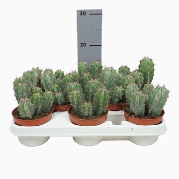 Ritterocereus urbaneus