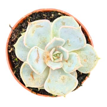 Echeveria lilacina