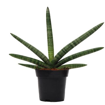 Sansevieria cylindrica 'Skyline'