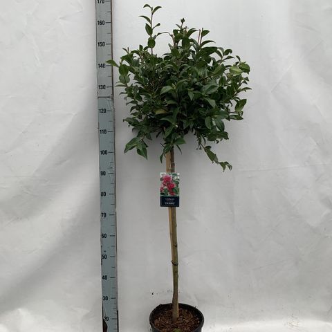 Camellia x williamsii 'Debbie'