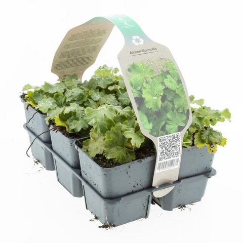 Alchemilla mollis