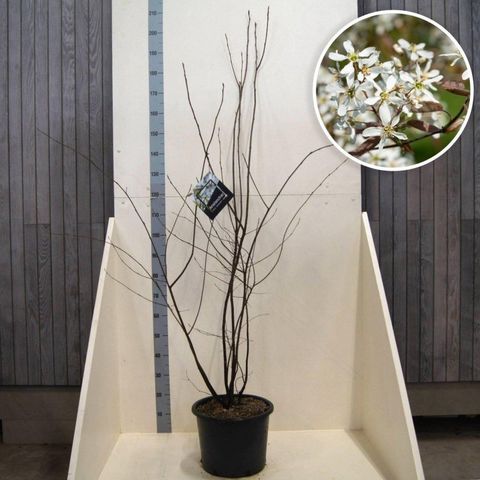 Amelanchier lamarckii