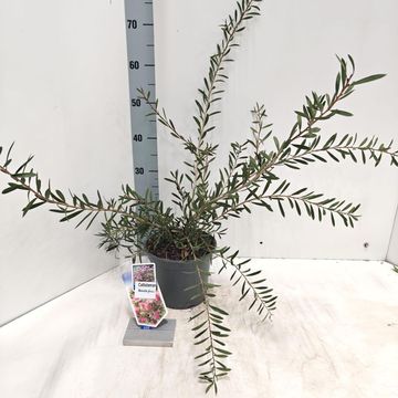 Callistemon BEESLEBUZZ INN