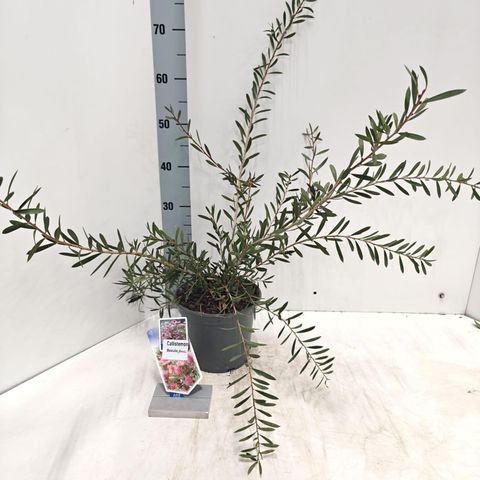 Callistemon BEESLEBUZZ INN