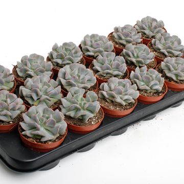 Echeveria 'Monica'