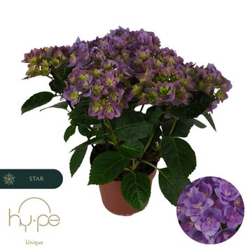 Hydrangea macrophylla 'Double Dutch Dark Purple'