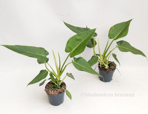 Philodendron brenesii