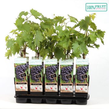 Vitis 'Regent'