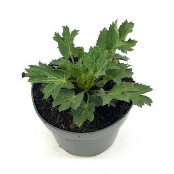 Eryngium x zabelii 'Биг Блю'