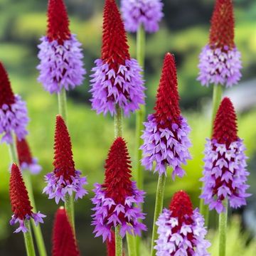 Primula vialii