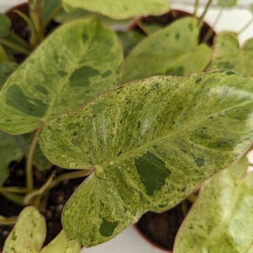 Philodendron 'Paraiso Verde'