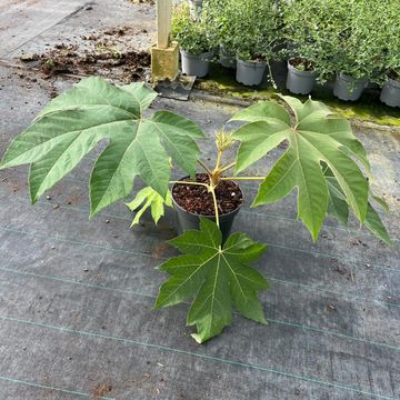 Tetrapanax papyrifer 'Rex'