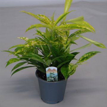 Dracaena surculosa 'Mike'