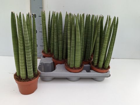 Sansevieria cylindrica 'Straight'