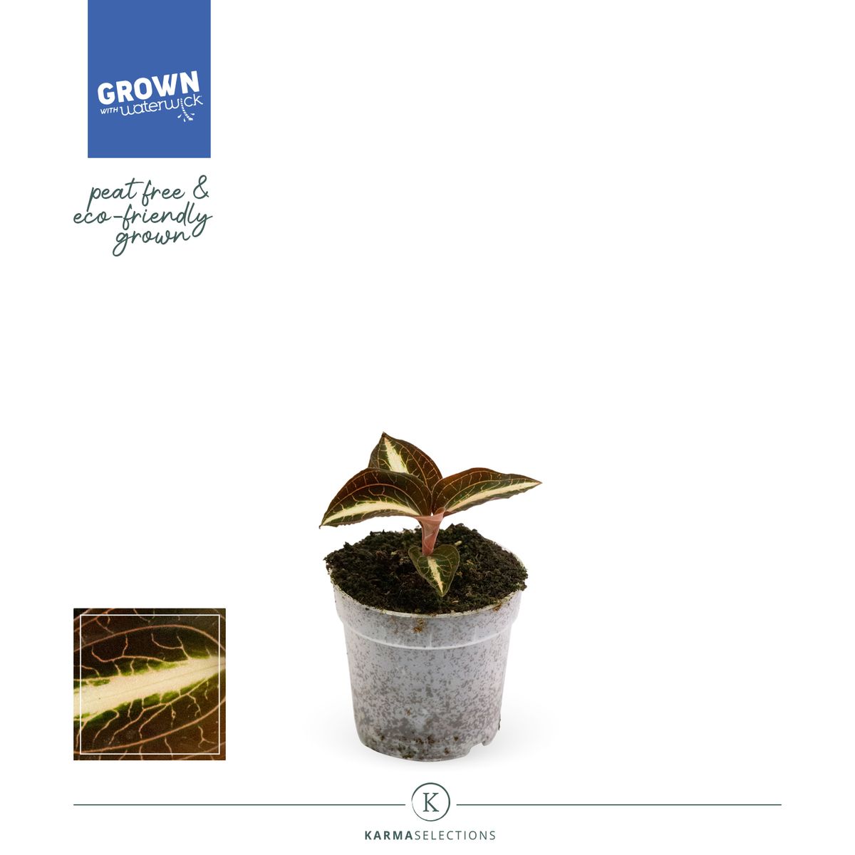 Anoectochilus albolineatus 'Variegata'  Plant Wholesale FlorAccess