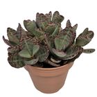 Kalanchoe humilis 'Perdiz'