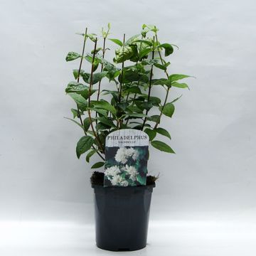 Philadelphus 'Snowbelle'