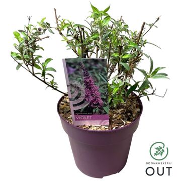 Buddleja davidii BUZZ VIOLET