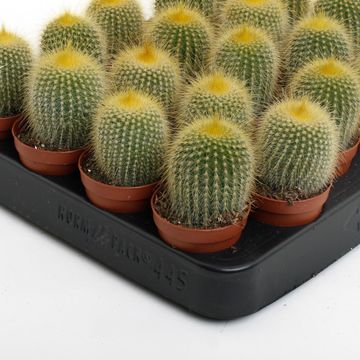 Eriocactus leninghausii