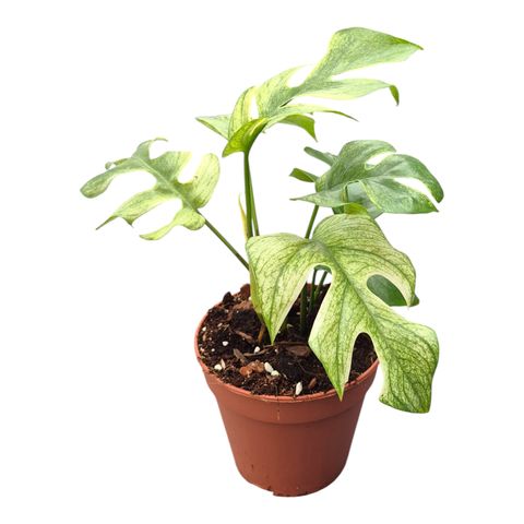 Rhaphidophora tetrasperma 'White Monster'