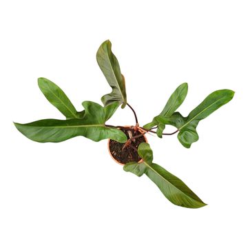 Philodendron 'Florida Bronze'