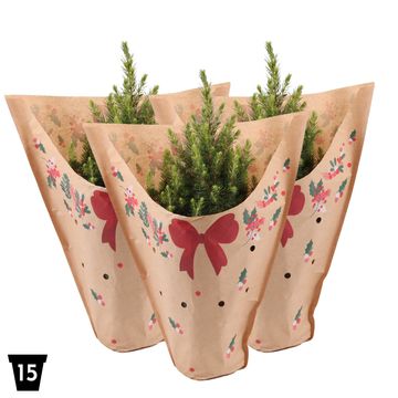 Picea glauca DECEMBER