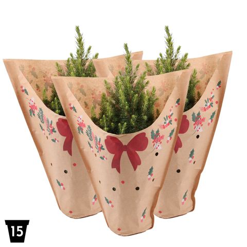 Picea glauca DECEMBER