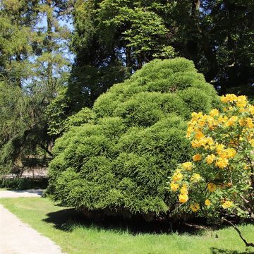 Cryptomeria japonica 'Little Champion'