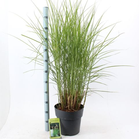 Miscanthus sinensis 'Kleine Silberspinne'