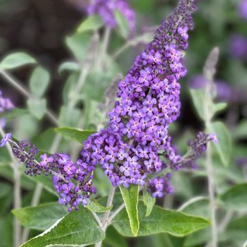 Buddleja FREE PETITE BLUE HEAVEN
