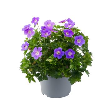 Geranium 'Bloom Me Away'