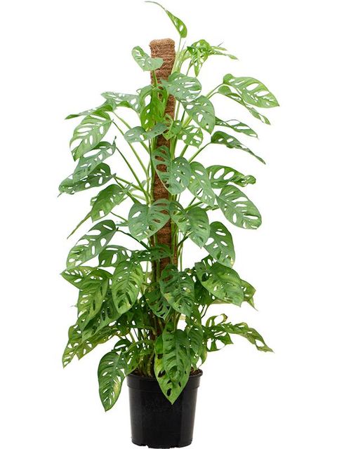 Monstera obliqua