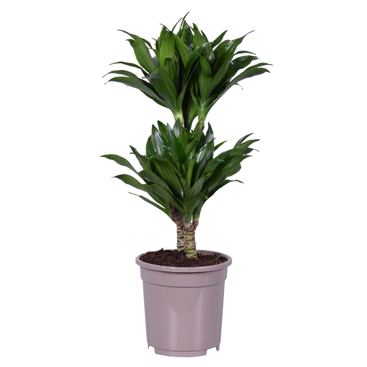 Dracaena fragrans Deremensis — Plant Wholesale FlorAccess