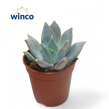 Echeveria 'Silver Queen'