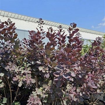 Cotinus coggygria 'Royal Purple'
