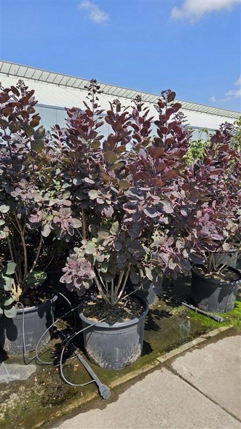 Cotinus coggygria 'Royal Purple'