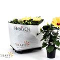 Hibiscus rosa-sinensis HIBISQS MIX